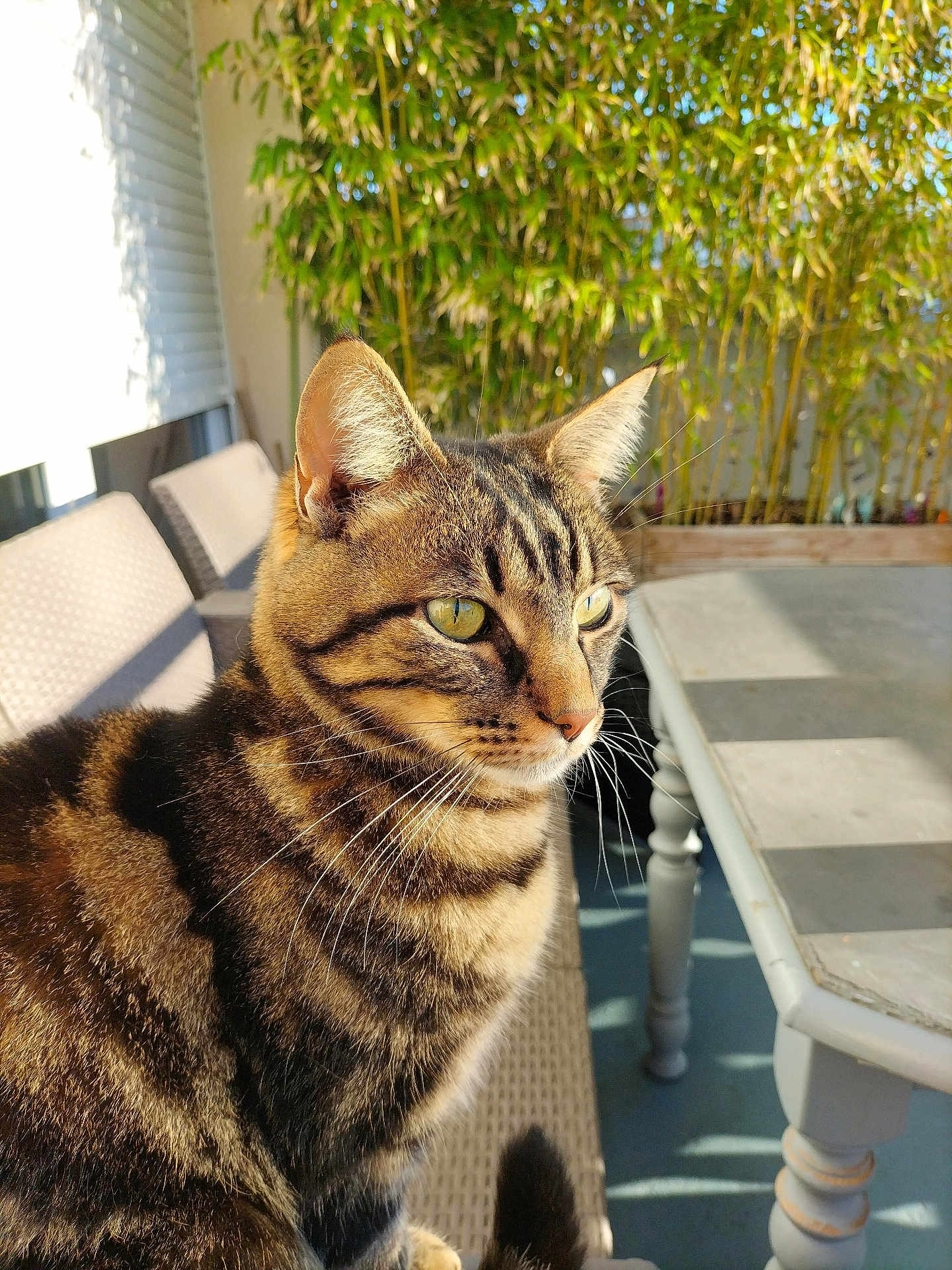Vignard participe au concours pour gagner de l'argent avec cette photo : cat, tabby_cat, animal, pet, outdoor, sunlight, chair, table, greenery, leafy_plants, whiskers, feline, fur, closeup, calm, daylight, domestic_cat, portrait, sitting, nature