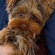 Paisley Rain is registered to the contest to win money with this photo: adorable, animal, black, brown, close_up, companion, cute, dog, eyes, face, fur, furry, hand, holding, mustache, pet, portrait, puppy, white, yorkshire_terrier