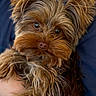 adorable, animal, black, brown, close_up, companion, cute, dog, eyes, face, fur, furry, hand, holding, mustache, pet, portrait, puppy, white, yorkshire_terrier