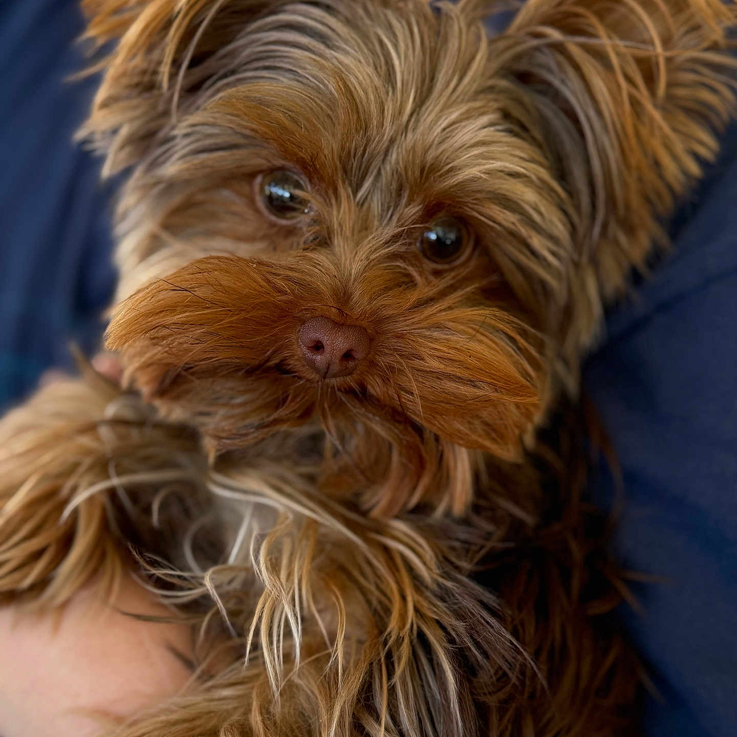 Paisley Rain is registered to the contest to win money with this photo: adorable, animal, black, brown, close_up, companion, cute, dog, eyes, face, fur, furry, hand, holding, mustache, pet, portrait, puppy, white, yorkshire_terrier