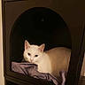 cat, white_cat, pet, indoor, cozy, blanket, cubicle, relaxed, animal, feline, cute, resting, fur, ears, eyes, soft, comfort, home, quiet, shadow
