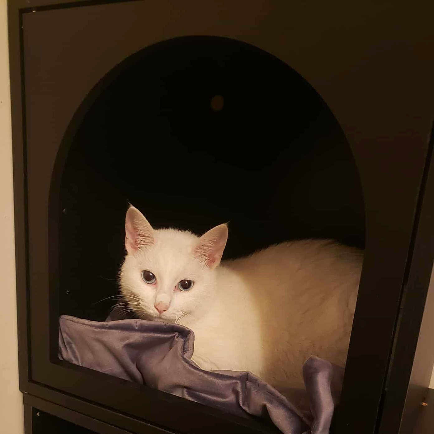 Vit'Vite participe au concours pour gagner de l'argent avec cette photo : cat, white_cat, pet, indoor, cozy, blanket, cubicle, relaxed, animal, feline, cute, resting, fur, ears, eyes, soft, comfort, home, quiet, shadow