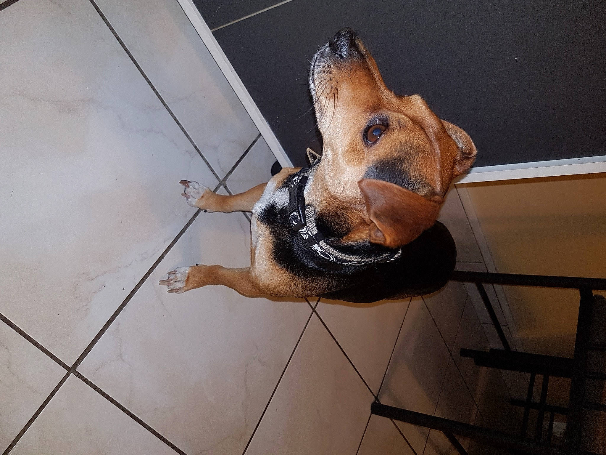 Junior a rejoint le concours — aidez-le/la à gagner de superbes lots ! art, canidae, carnivore, companion_dog, dog, dog_breed, fawn, flooring, foot, guard_dog, hardwood, human_leg, sandal, snout, sporting_group, tail, whiskers, window, wood, working_animal