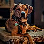 attentive, bandana, bed, blanket, bokeh, brown_dog, canine, collar, cozy, crossed_paws, dog, domestic, furniture, indoor, living_room, looking_at_camera, paws, pet, portrait, tag