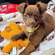 Bear Bear joined the competition — help win amazing prizes! puppy, dog, brown, collar, golden_chain, toy, plush_toy, blanket, cozy, cute, pet, animal, indoor, fur, sleepy, resting, closeup, adorable, young, companion