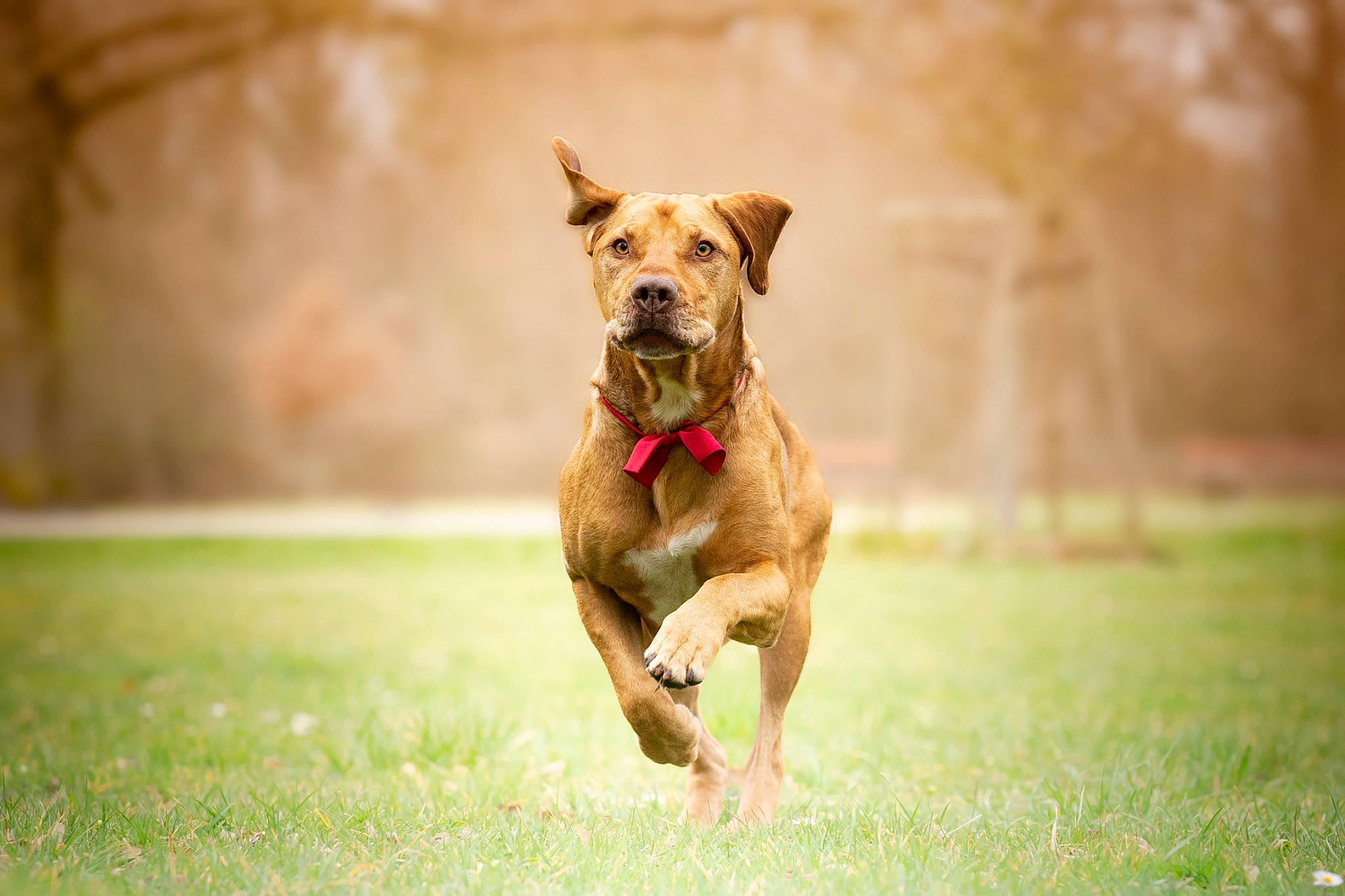 Milo a rejoint le concours — aidez-le/la à gagner de superbes lots ! ball, boxer, canidae, carnivore, collar, companion_dog, dog, dog_breed, dog_collar, dog_supply, fawn, grass, grassland, guard_dog, liver, molosser, plant, sporting_group, tail, tree