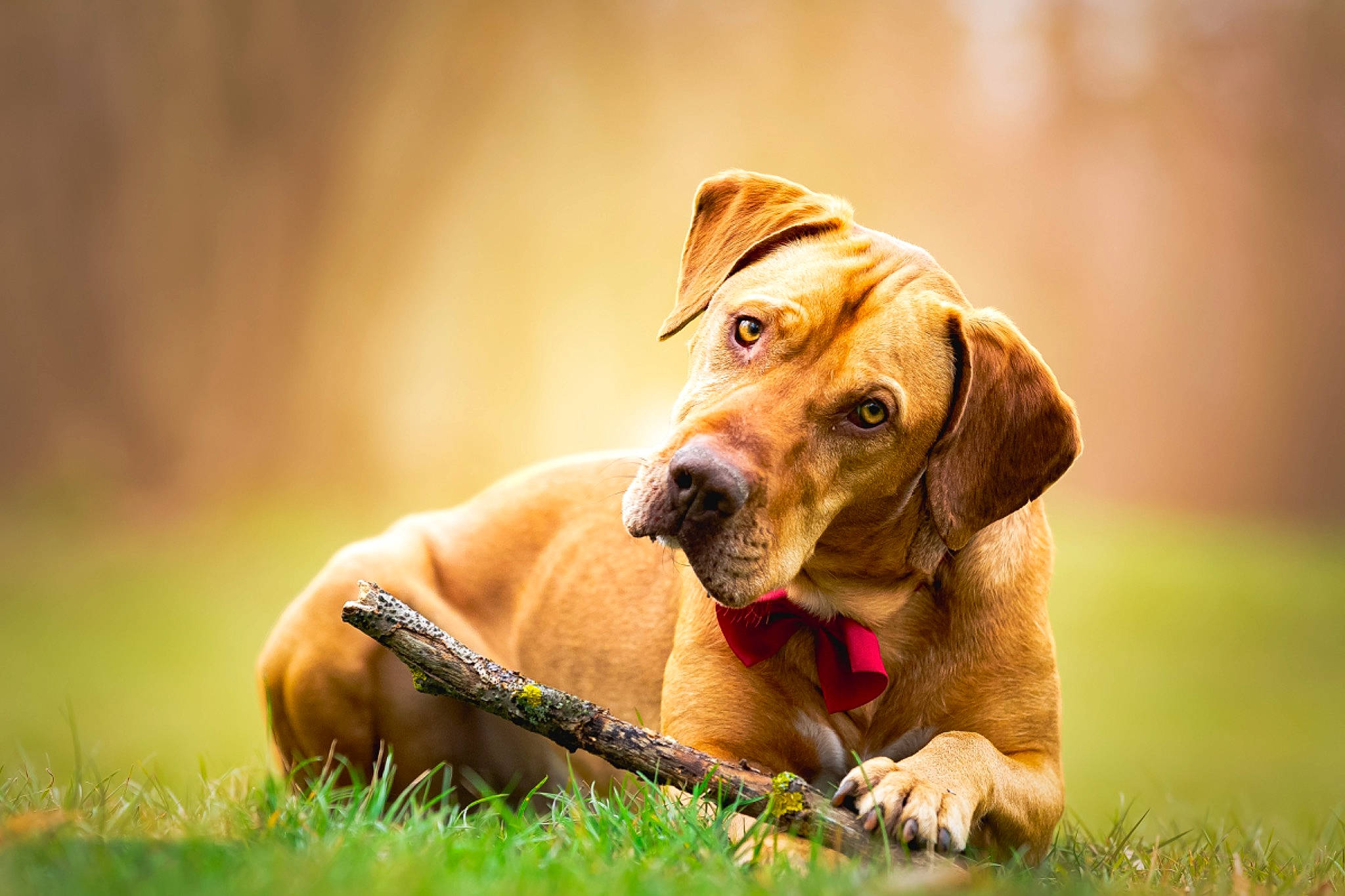 Milo a rejoint le concours — aidez-le/la à gagner de superbes lots ! basset_hound, canidae, carnivore, companion_dog, dog, dog_breed, dog_collar, grass, grassland, guard_dog, gun_dog, happy, hound, liver, retriever, scent_hound, sporting_group, whiskers, working_animal, working_dog