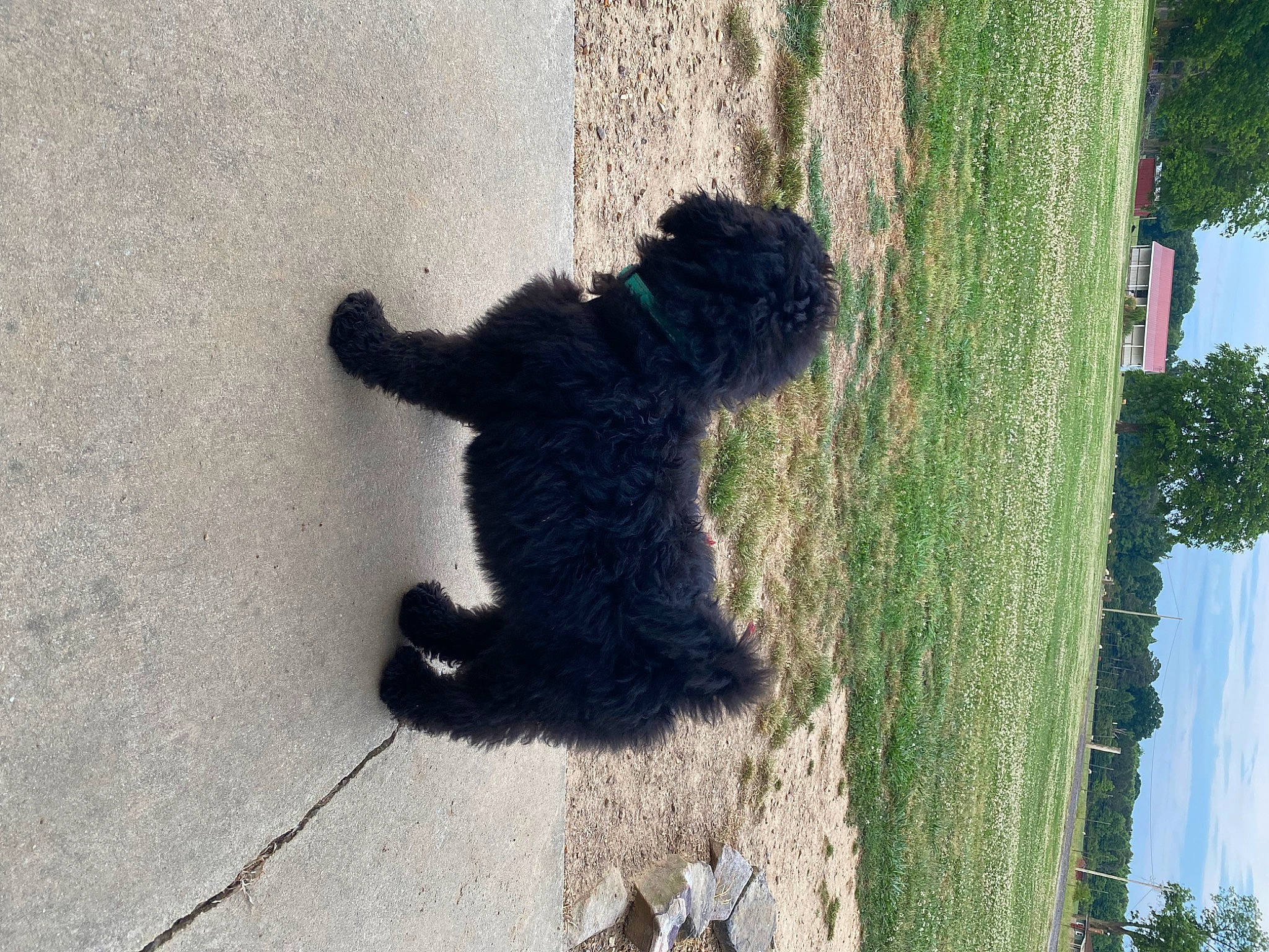 Maverick James is registered to the contest to win money with this photo: asphalt, fur, grass, plant, road_surface, shadow, shrub, sidewalk, sky, soil, sporting_group, stuffed_toy, tail, tar, terrestrial_animal, tints_and_shades, toy, tree, trunk, water