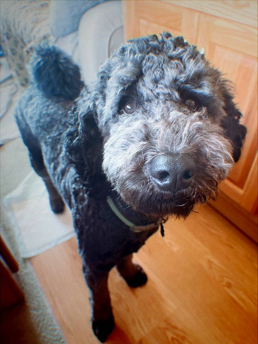 Maverick James joined the competition — help win amazing prizes! canidae, carnivore, companion_dog, dog, dog_breed, dog_collar, flooring, fur, hardwood, labradoodle, liver, poodle, snout, spaniel, sporting_group, terrier, toy_dog, water_dog, wood, working_animal