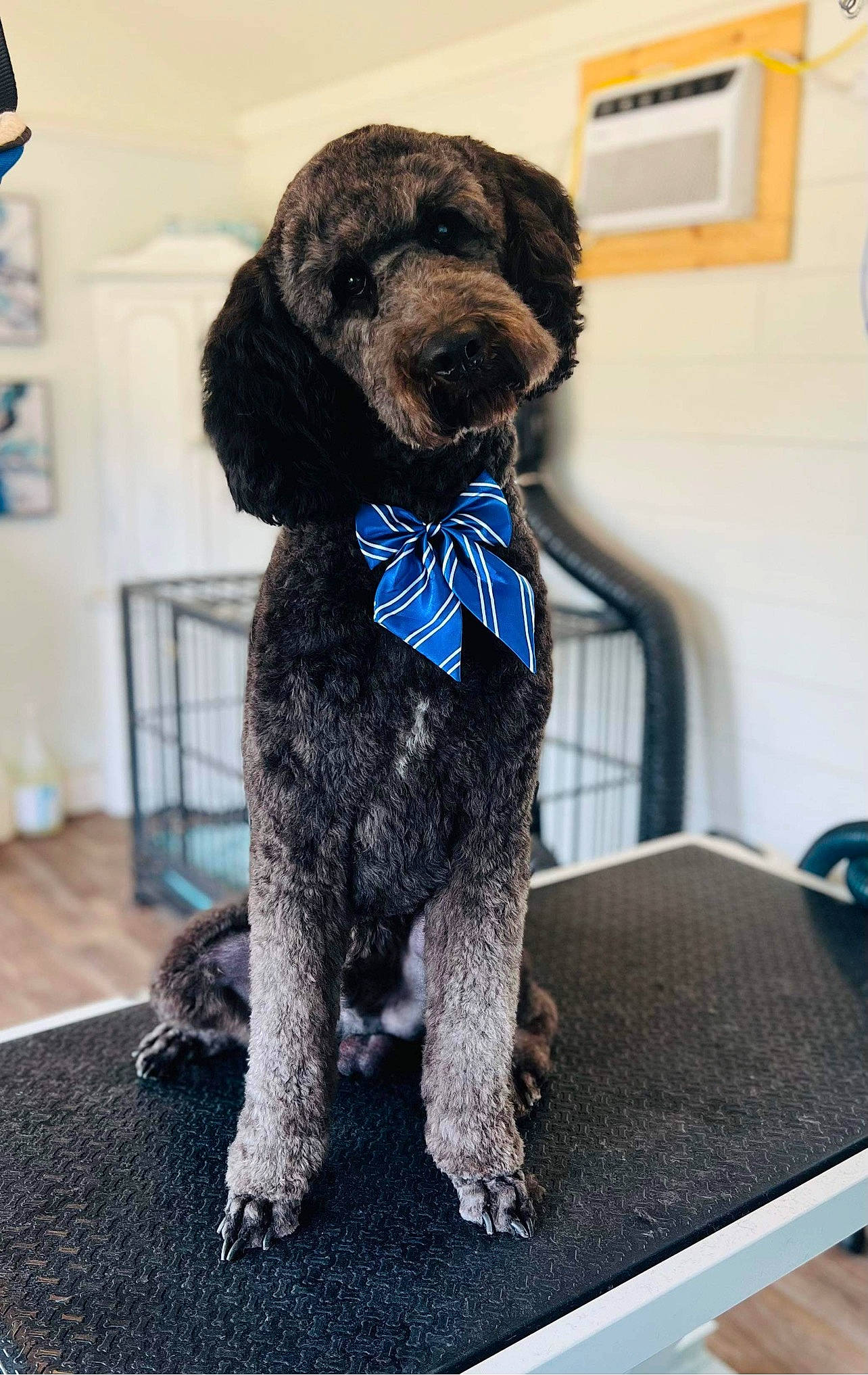 Maverick James is registered to the contest to win money with this photo: canidae, carnivore, chair, collar, companion_dog, dog, dog_breed, dog_collar, flooring, fur, grey, liver, non_sporting_group, picture_frame, rectangle, snout, sporting_group, terrestrial_animal, water_dog, working_animal