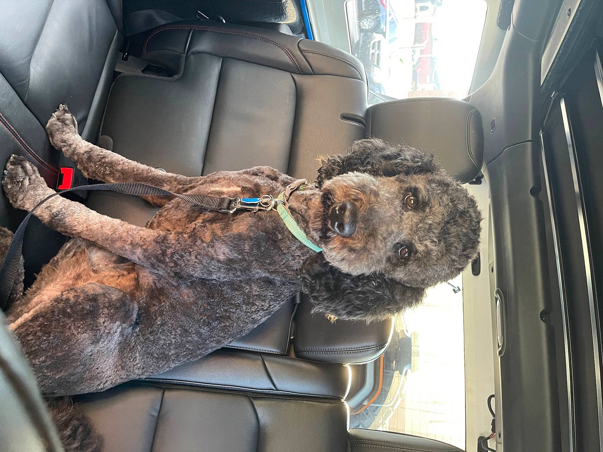 Maverick James is registered to the contest to win money with this photo: auto_part, canidae, car, car_seat, car_seat_cover, carnivore, collar, companion_dog, dog, dog_breed, fur, head_restraint, motor_vehicle, snout, sporting_group, vehicle, vehicle_door, window, windshield, working_animal