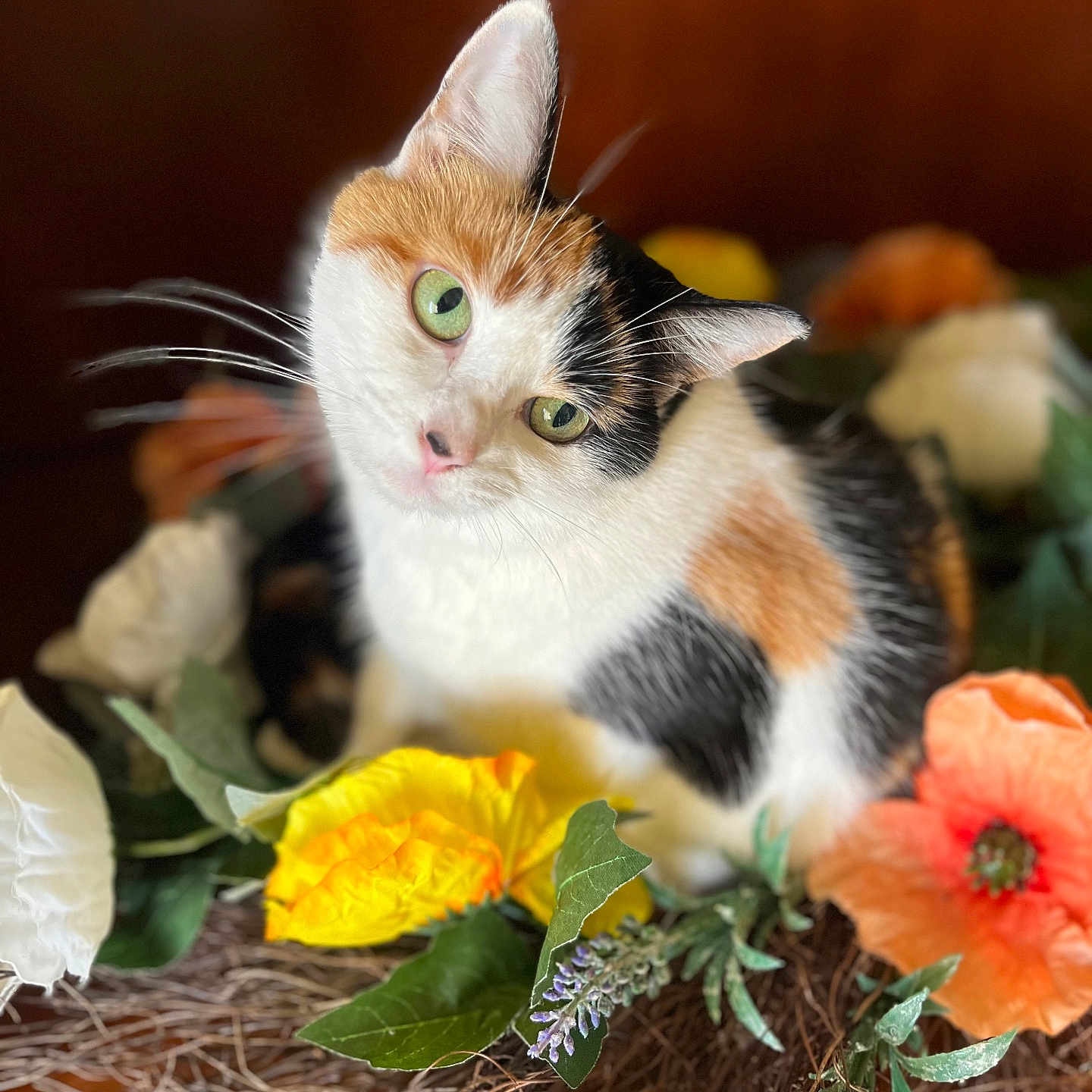 Ilene joined the competition — help win amazing prizes! animal, brown_background, calico_cat, cat, close_up, cute, flowers, fur, green_eyes, green_leaves, indoor, nature, orange_flower, pet, plant, portrait, tilted_head, whiskers, white_flower, yellow_flower