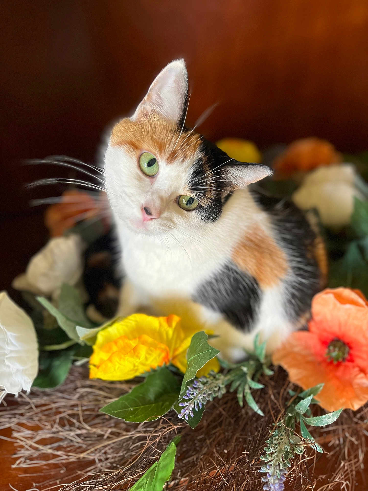 Ilene joined the competition — help win amazing prizes! cat, calico_cat, green_eyes, flowers, yellow_flower, orange_flower, white_flower, green_leaves, plant, nature, pet, animal, fur, whiskers, cute, portrait, tilted_head, indoor, close_up, brown_background
