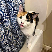 Ilene is registered to the contest to win money with this photo: cat, calico_cat, pet, animal, bathtub, bathroom, shower_curtain, pattern, curious, meowing, fur, whiskers, ears, floor_tile, indoor, home, cute, looking_up, white, orange