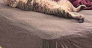 Tonk is registered to the contest to win money with this photo: bed, blanket, calico_cat, cat, comfortable, cozy, cute, domestic_animal, feline, fur, gray_bedspread, home, indoor, pet, plush_toy, relaxing, resting, sleeping, tabby_cat, wooden_floor