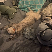 Tonk is registered to the contest to win money with this photo: cat, bed, pillow, blanket, sleeping, feline, indoor, cozy, fur, resting, collar, soft, relaxed, animal, pet, domestic, comfort, lying_down, furry, sleep