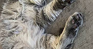 Tonk joined the competition — help win amazing prizes! animal, cat, couch, cozy, cute, domestic_cat, feline, fur, gray_cat, home, indoor, nap, paws, pet, relaxed, resting, sleeping, stretching, tabby, whiskers