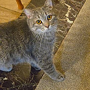 Tonk is registered to the contest to win money with this photo: cat, gray_cat, tabby, indoor, carpet, marble_floor, shoe, curious, pet, animal, feline, whiskers, flooring, chair_leg, looking_up, domestic, cute, household, paws, alert