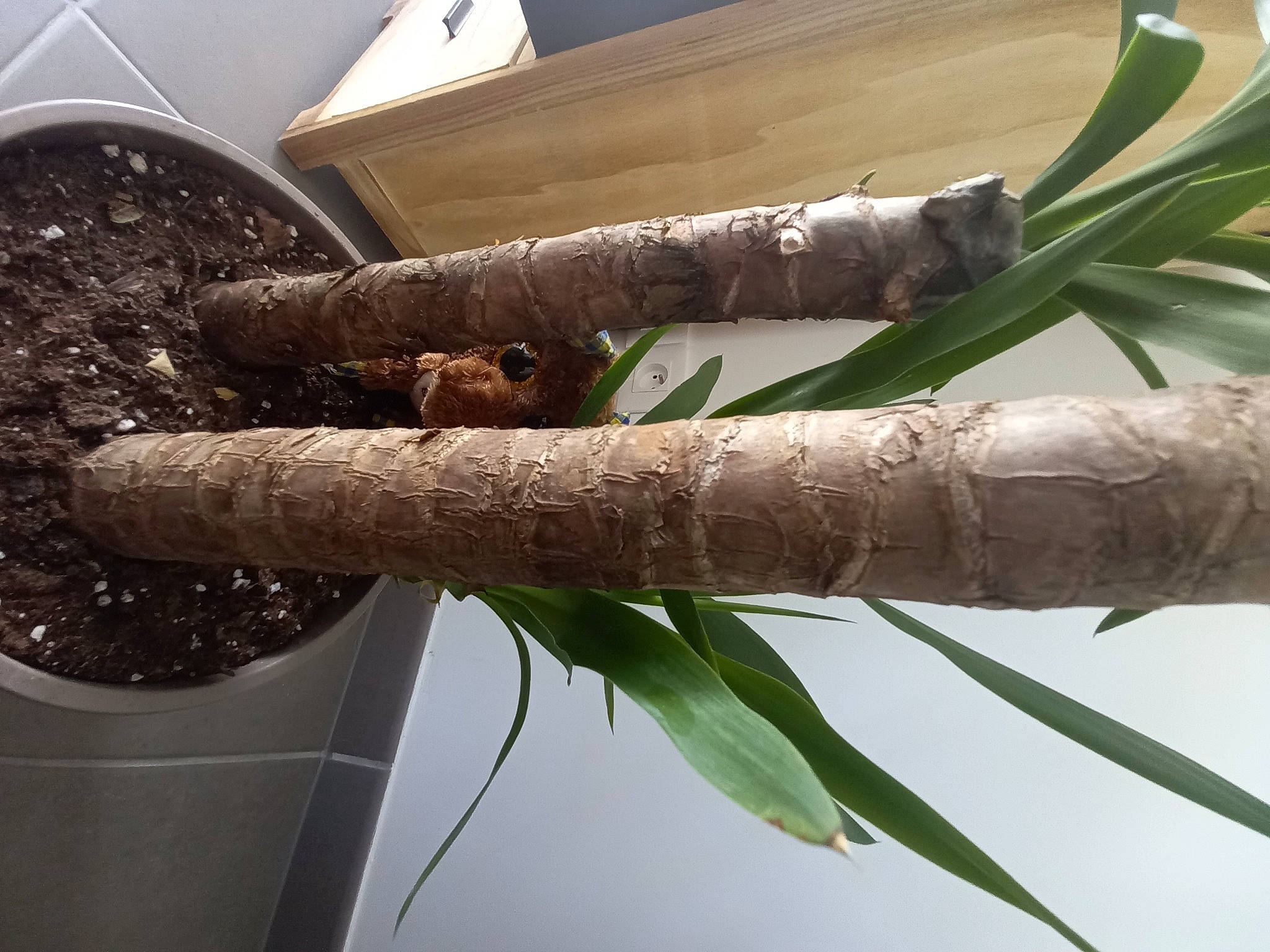 Brooky a rejoint le concours — aidez-le/la à gagner de superbes lots ! arecales, arthropod, branch, buddleia, flowering_plant, flowerpot, herb, herbaceous_plant, insect, natural_material, palm_tree, plant, plant_stem, terrestrial_plant, tree, twig, wood