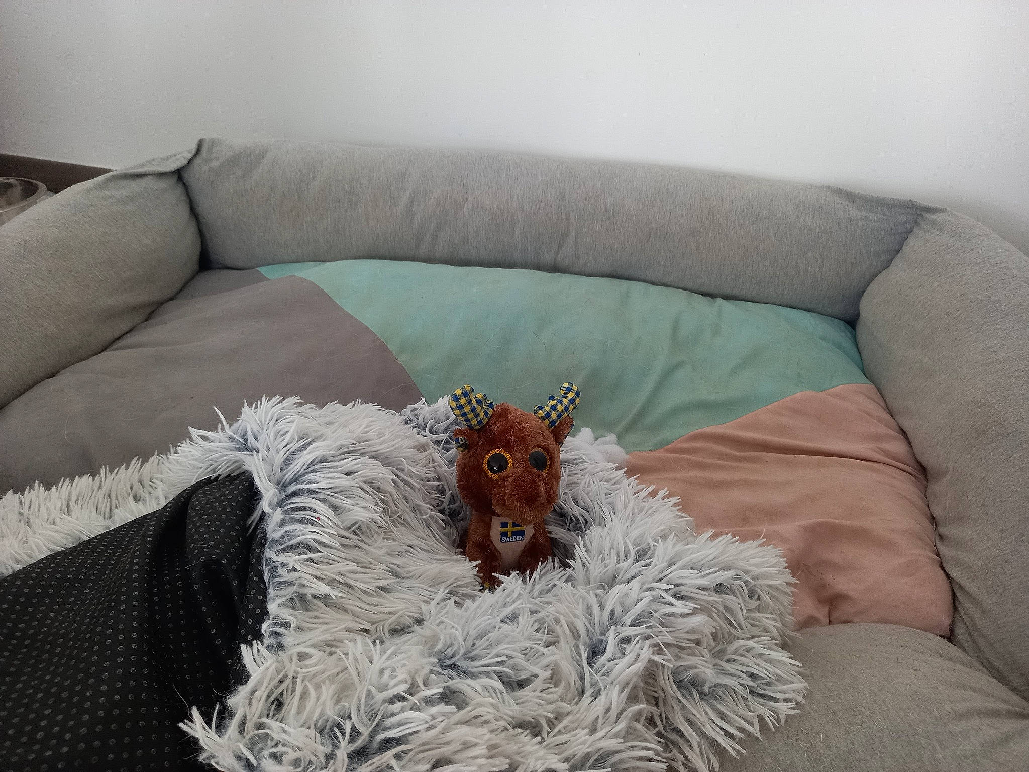 Brooky a rejoint le concours — aidez-le/la à gagner de superbes lots ! comfort, companion_dog, couch, cushion, dog, dog_breed, fur, furniture, home_accessories, linens, liver, living_room, pillow, room, slipcover, sofa_bed, studio_couch, throw_pillow, wood, working_animal