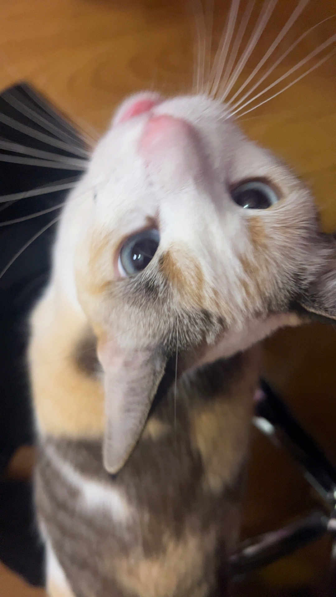 Honey joined the competition — help win amazing prizes! calico, cat, close_up, curious, domestic_cat, ears, eyes, feline, fur, indoor, kitty, looking_up, nose, pet, pink_nose, playful, portrait, tricolor, upside_down, whiskers