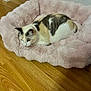 Honey is registered to the contest to win money with this photo: calico_cat, cat, cat_bed, cozy, domestic_animal, doorway, ears, floor, fluffy_bed, fur, hardwood_floor, home_interior, indoor, loaf, pet, pink_bed, resting, sleepy, wall, whiskers