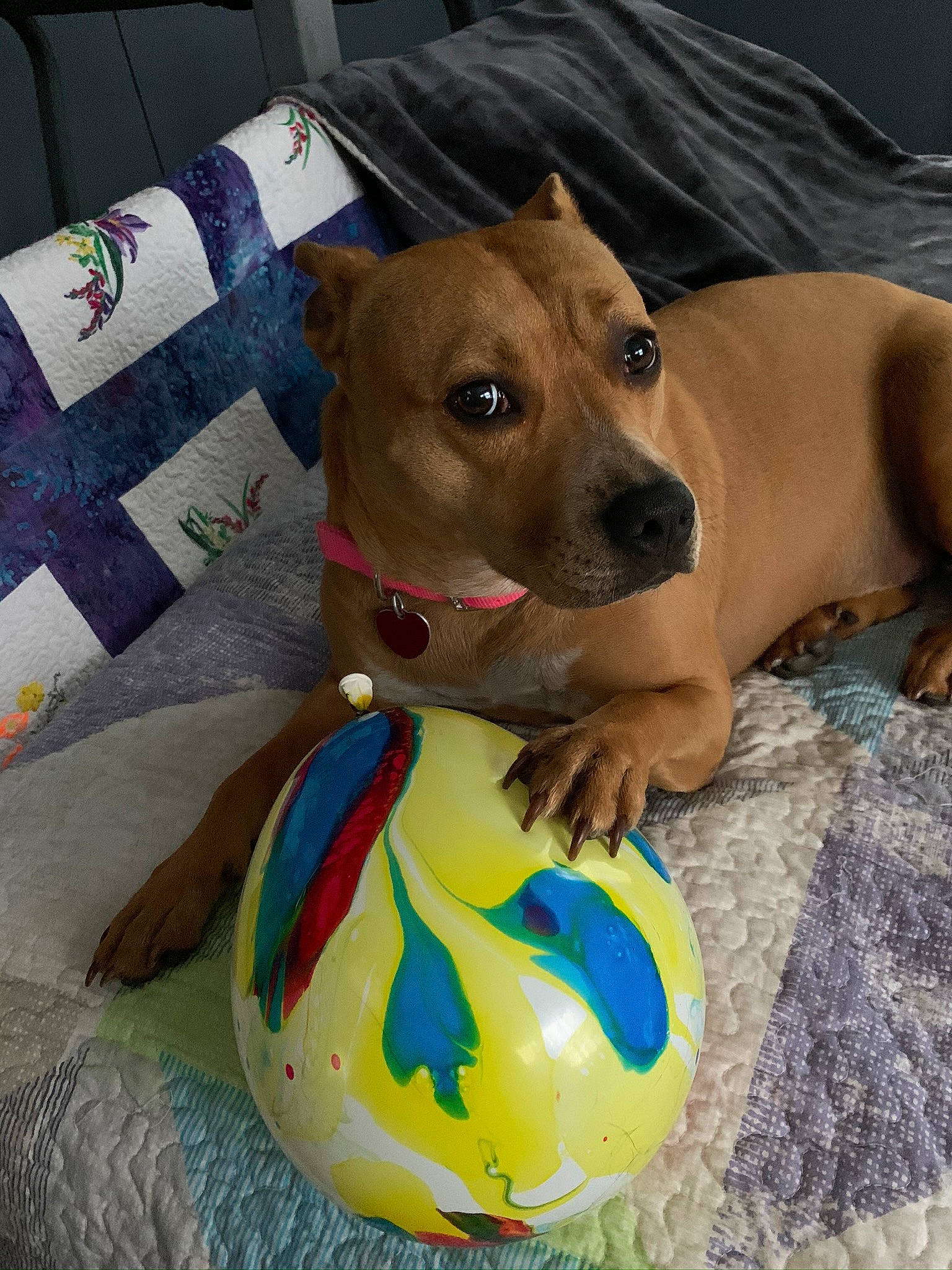 Sasha joined the competition — help win amazing prizes! canidae, carnivore, collar, companion_dog, dog, dog_breed, dog_collar, dog_supply, dog_toy, fawn, linens, non_sporting_group, pet_supply, snout, sporting_group, sports_toy, whiskers, working_animal