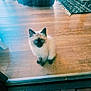 Mya joined the competition — help win amazing prizes! cat, kitten, siamese, blue_eyes, sitting, wooden_floor, glass_door, indoor, furniture, rug, cozy, pet, animal, looking, curious, small, cute, home, domestic, young