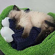 Mya joined the competition — help win amazing prizes! kitten, sleeping, cat, cat_tree, green, blanket, toy, indoor, cozy, fur, cute, pet, nap, resting, paw, animal, feline, soft, domestic_animal, peaceful