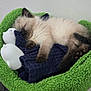 kitten, sleeping, cat, cat_tree, green, blanket, toy, indoor, cozy, fur, cute, pet, nap, resting, paw, animal, feline, soft, domestic_animal, peaceful