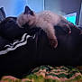 kitten, sleeping, cat, furry, indoor, blanket, clothing, cozy, resting, pet, animal, fur, paw, soft, relaxation, home, feline, comfort, cute, nap
