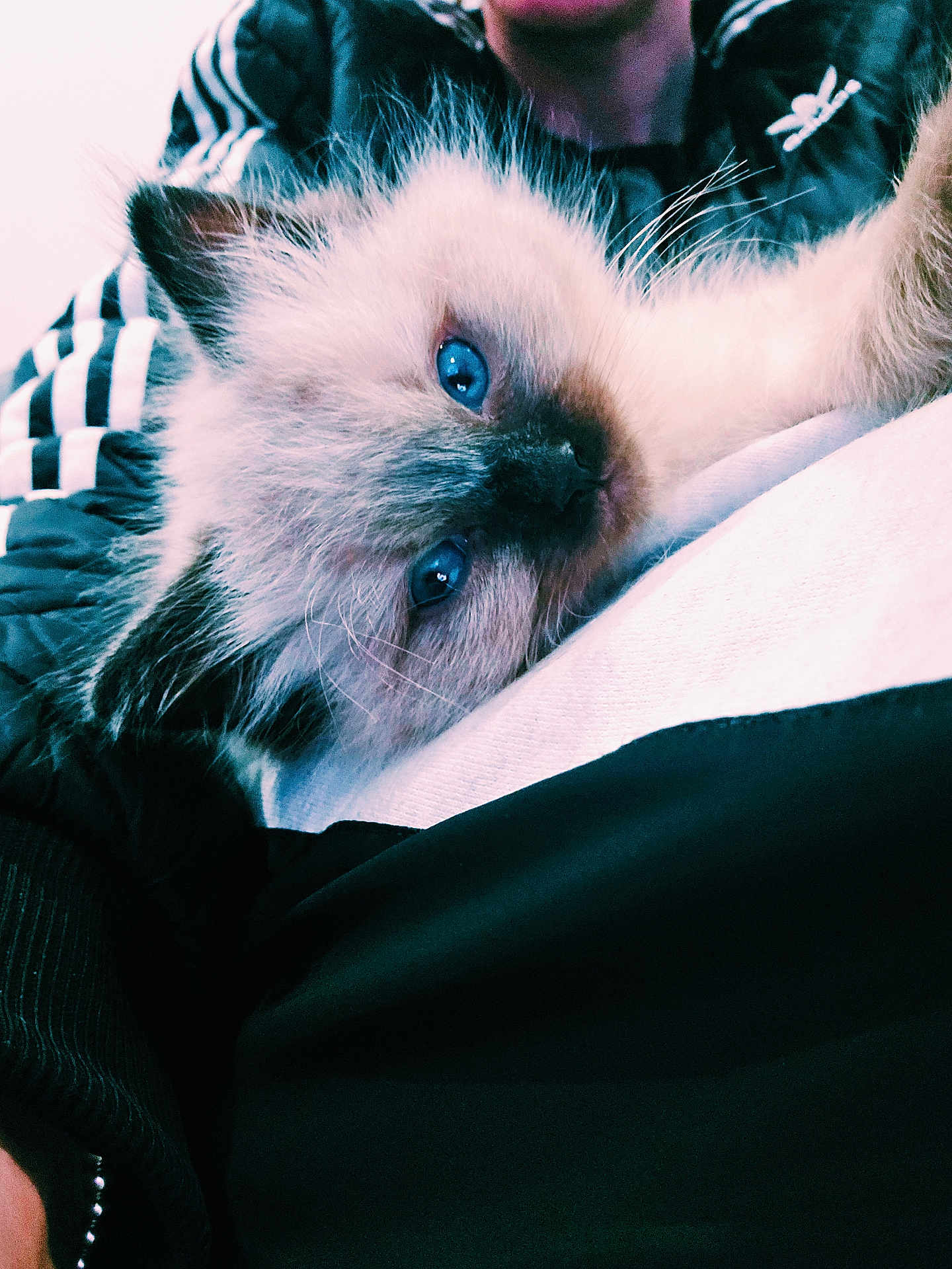 Mya joined the competition — help win amazing prizes! kitten, cat, blue_eyes, fluffy, pet, close_up, indoor, person, jacket, striped_clothing, lap, cute, sleepy, furry, animal, domestic_animal, face, whiskers, soft, resting