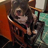Pretty-Boy Rallo joined the competition — help win amazing prizes! animal, black_cushion, brown, chair, countertop, dog, domestic, ears, floor, household, indoor, kitchen, looking, paws, pet, pitbull, seated, tile, white_markings, wooden_furniture