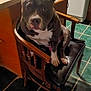 animal, black_cushion, brown, chair, countertop, dog, domestic, ears, floor, household, indoor, kitchen, looking, paws, pet, pitbull, seated, tile, white_markings, wooden_furniture
