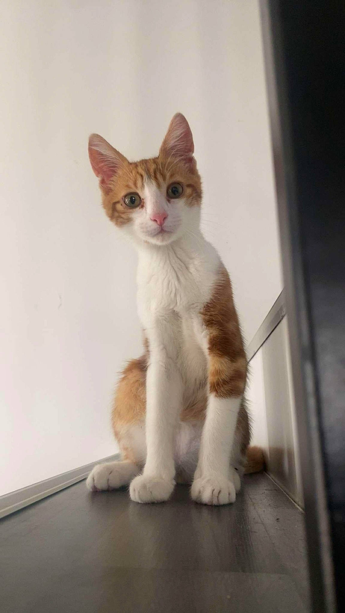 Shiro a rejoint le concours — aidez-le/la à gagner de superbes lots ! carnivore, cat, domestic_short_haired_cat, fawn, felidae, foot, fur, paw, sitting, small_to_medium_sized_cats, snout, tail, terrestrial_animal, whiskers, window, wood