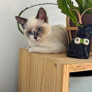 Chouquette a rejoint le concours — aidez-le/la à gagner de superbes lots ! animal, black_cat_statue, blue_eyes, cat, close_up, cozy, cute, decor, feline, figurine, greenery, indoor, kitten, nature, pet, plant, portrait, relaxed, soft_light, wooden_shelf