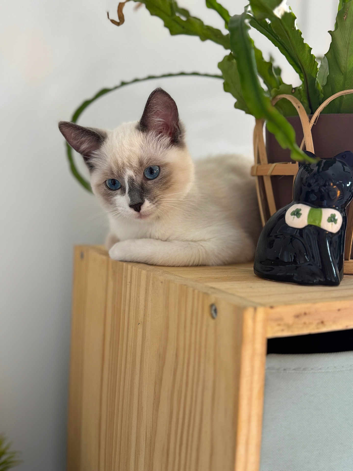 Chouquette a rejoint le concours — aidez-le/la à gagner de superbes lots ! animal, black_cat_statue, blue_eyes, cat, close_up, cozy, cute, decor, feline, figurine, greenery, indoor, kitten, nature, pet, plant, portrait, relaxed, soft_light, wooden_shelf