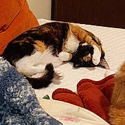 Princess joined the competition — help win amazing prizes! cat, calico_cat, sleeping, curled_up, paw, bed, bedroom, blanket, pillow, cozy, relaxed, pet, furry, orange, black, white, indoor, nap, resting, animal