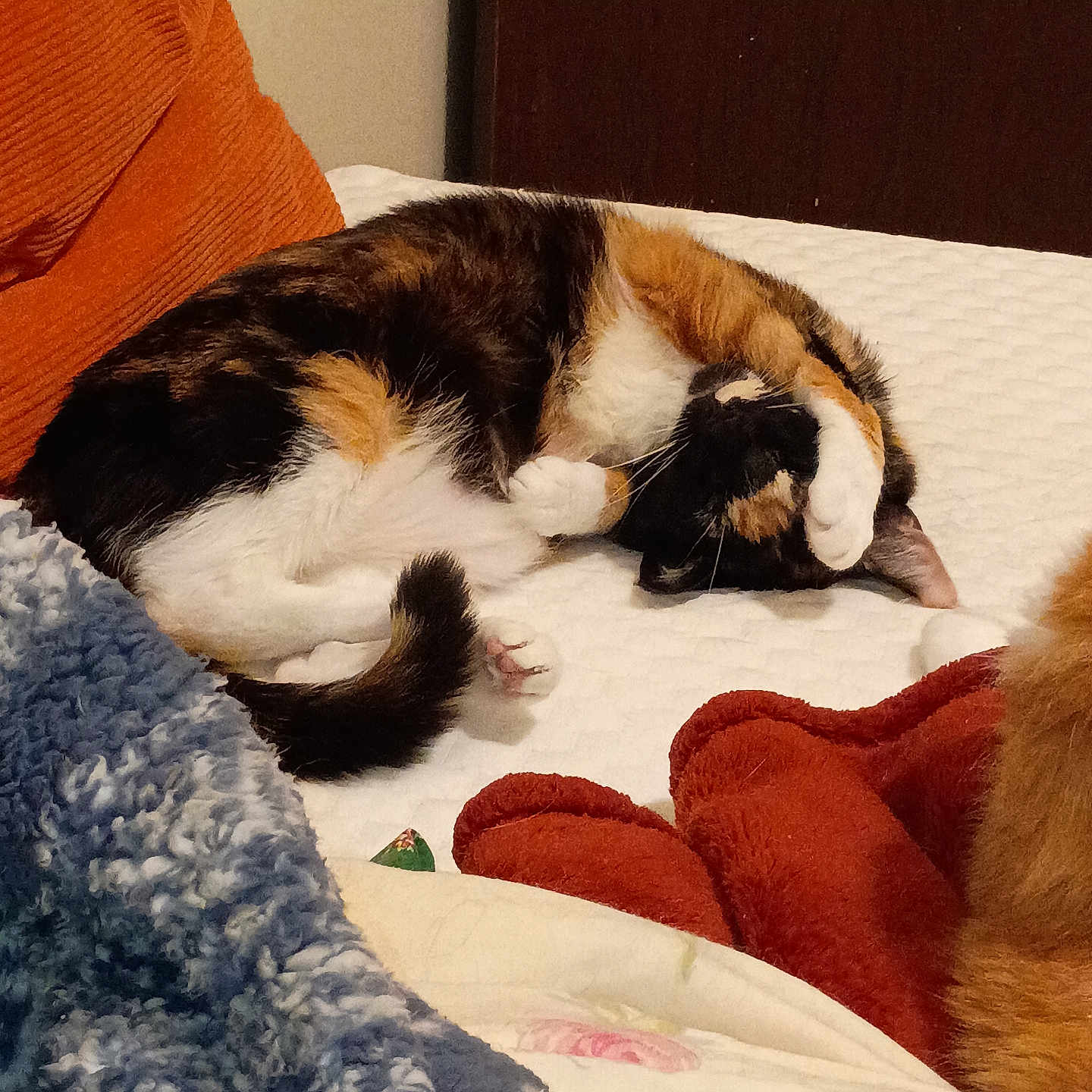 Princess joined the competition — help win amazing prizes! cat, calico_cat, sleeping, curled_up, paw, bed, bedroom, blanket, pillow, cozy, relaxed, pet, furry, orange, black, white, indoor, nap, resting, animal