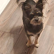 Yōkina is registered to the contest to win money with this photo: dog, small_dog, fluffy, ears, wooden_floor, indoor, pet, animal, curious, standing, brown, black, light, fur, canine, companion, cute, looking_up, home, flooring