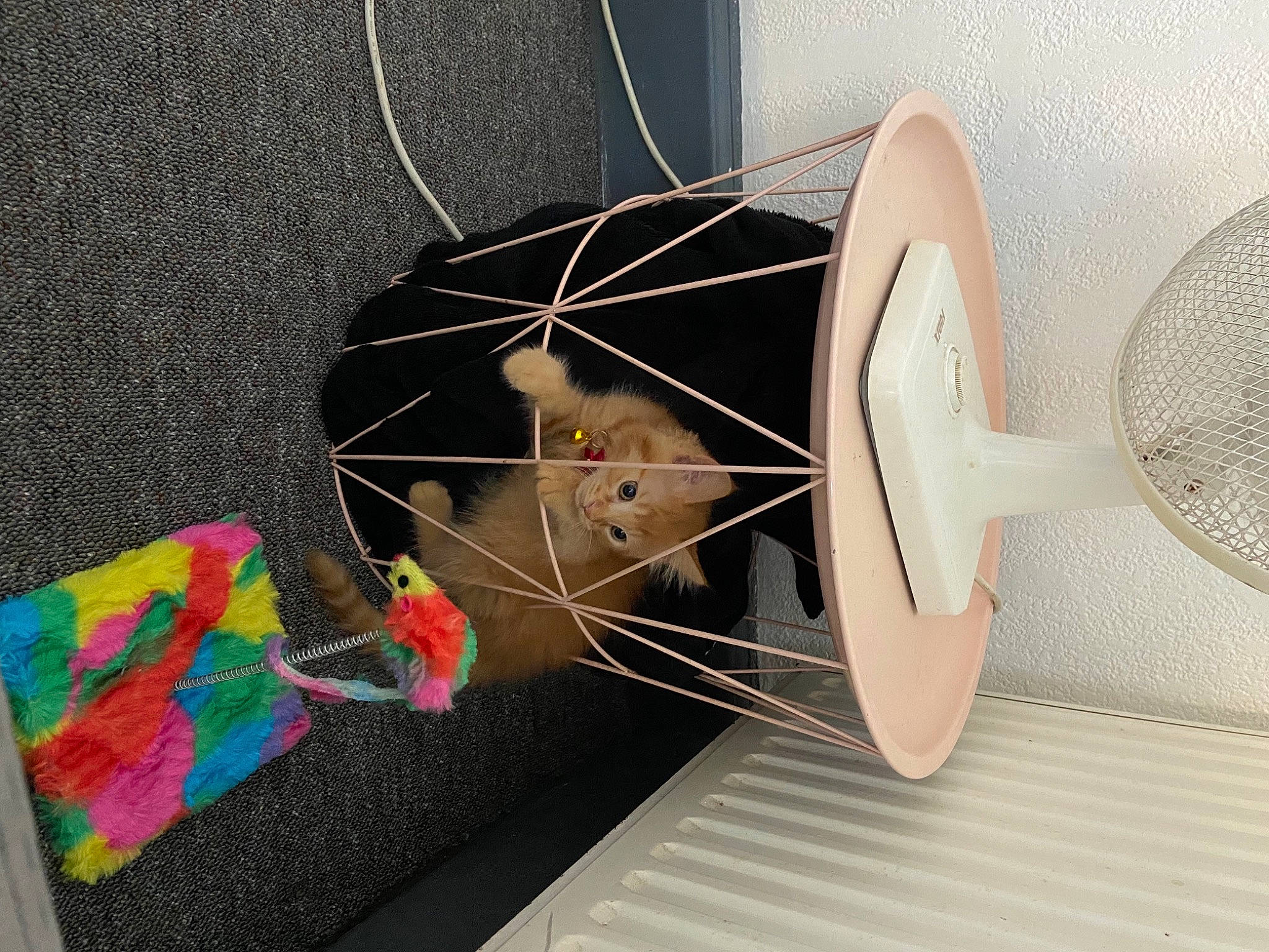 Shako participe au concours pour gagner de l'argent avec cette photo : art, audio_equipment, cat, circle, electrical_wiring, fashion_accessory, felidae, floor, flooring, headgear, mechanical_fan, plywood, room, shelf, shelving, small_to_medium_sized_cats, tail, textile, wire, wood