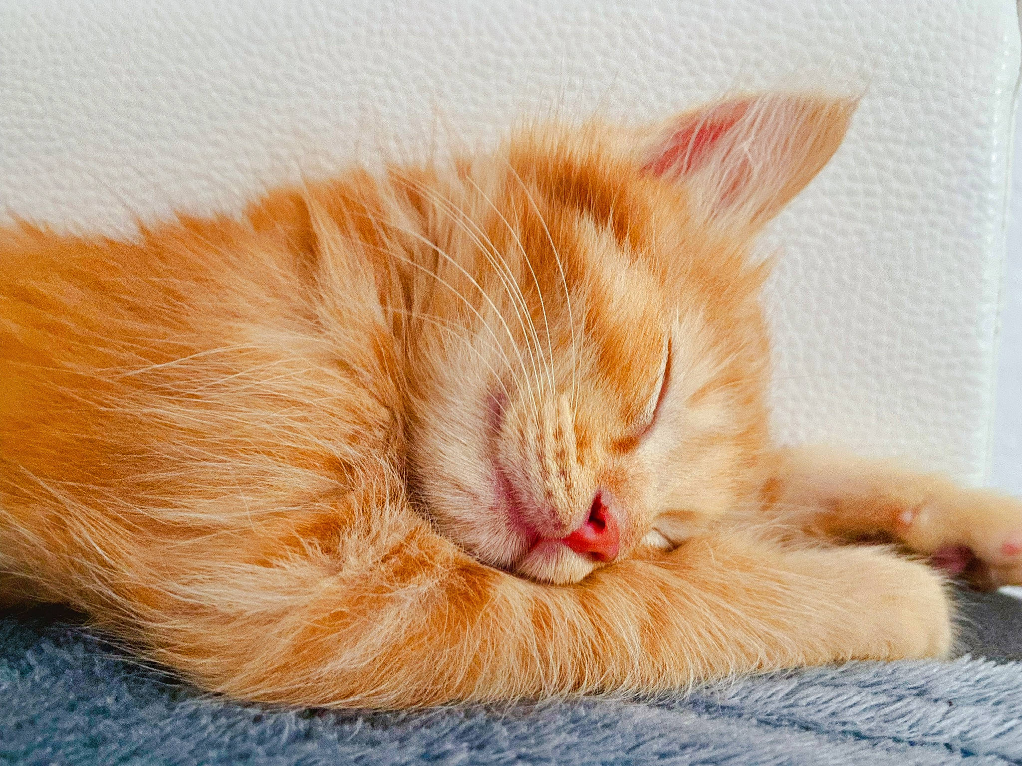 Shako a rejoint le concours — aidez-le/la à gagner de superbes lots ! carnivore, cat, claw, comfort, domestic_short_haired_cat, eye, fawn, felidae, flooring, foot, fur, nap, orange, paw, peach, sleep, small_to_medium_sized_cats, snout, tail, whiskers