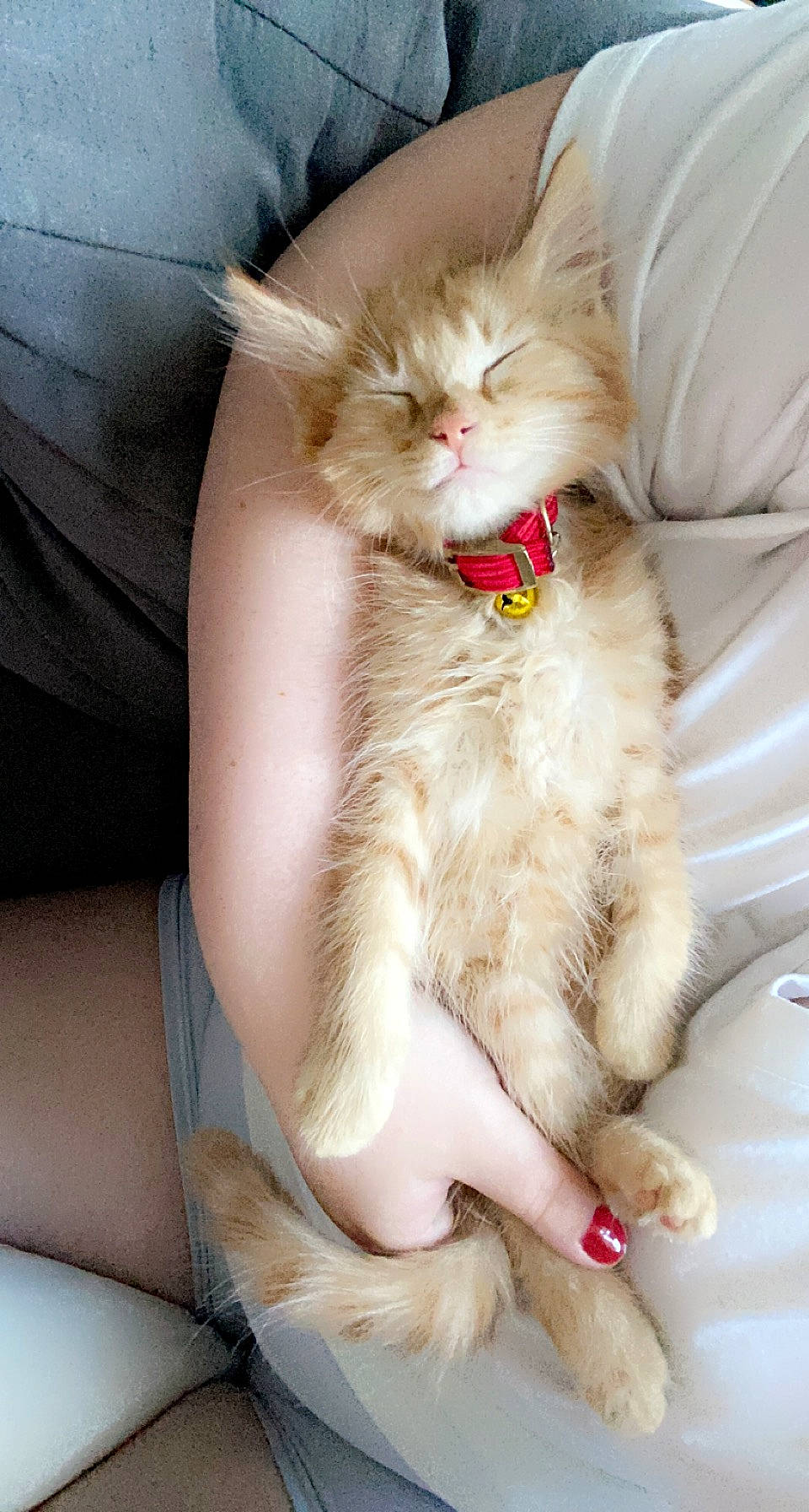 Shako participe au concours pour gagner de l'argent avec cette photo : carnivore, cat, claw, comfort, domestic_short_haired_cat, fawn, felidae, foot, fur, gesture, human_leg, lap, nail, nap, paw, sitting, small_to_medium_sized_cats, snout, tail, whiskers