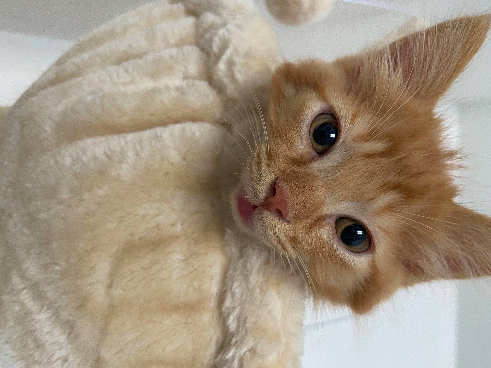 Shako participe au concours pour gagner de l'argent avec cette photo : carnivore, cat, claw, domestic_short_haired_cat, ear, fawn, felidae, fur, paw, small_to_medium_sized_cats, snout, tail, whiskers