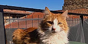 Saïko a rejoint le concours — aidez-le/la à gagner de superbes lots ! cat, orange_cat, white_cat, fluffy_cat, table, green_table, outdoor, sunlight, blue_sky, roof, stone_wall, pet, animal, relaxed, feline, daytime, shadow, chair, balcony, resting
