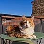 cat, orange_cat, white_cat, fluffy_cat, table, green_table, outdoor, sunlight, blue_sky, roof, stone_wall, pet, animal, relaxed, feline, daytime, shadow, chair, balcony, resting