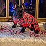 french_bulldog, puppy, dog, plaid, pajamas, fireplace, christmas_lights, festive, holiday, tablecloth, snowflake_pattern, candy_cane, lollipops, pet_clothing, indoors, cute, sitting, black_dog, decorations, cozy