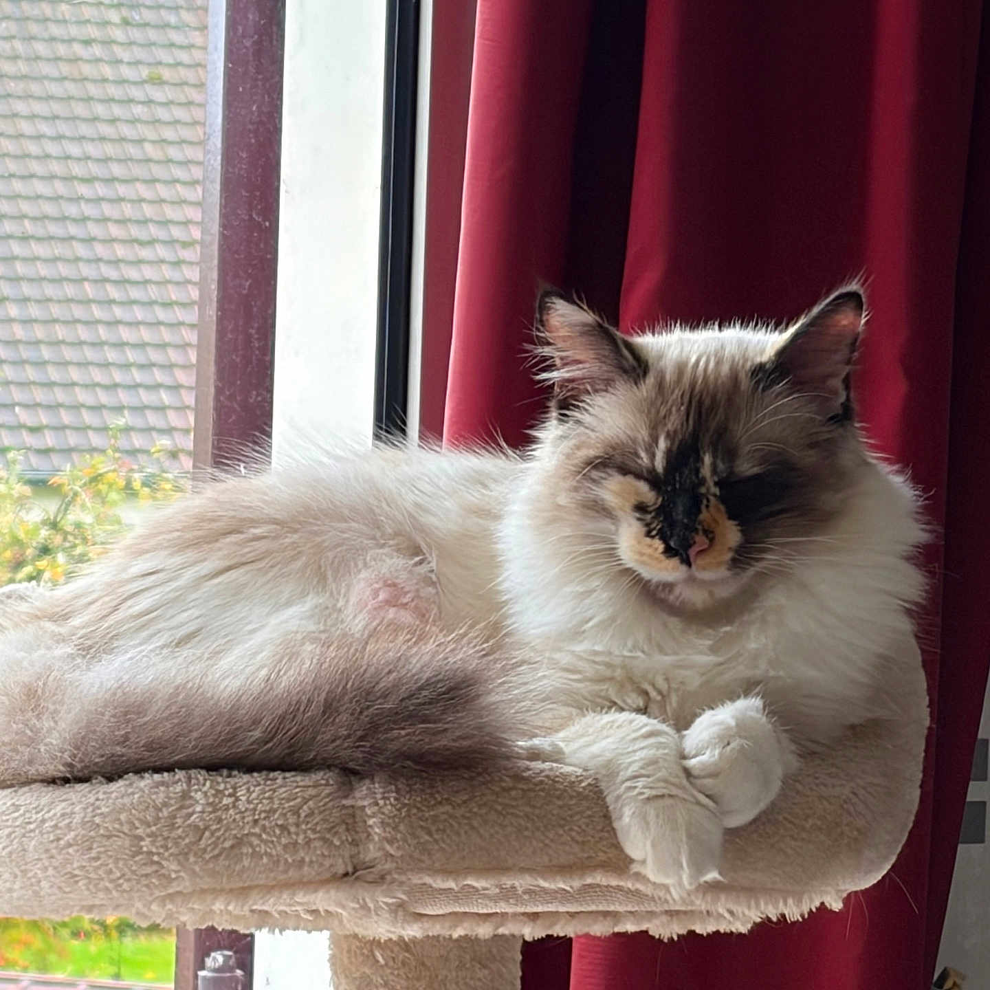 Chipounette participe au concours pour gagner de l'argent avec cette photo : animal, brown, cat, cat_tree, cozy, curtains, domestic, fluffy, fur, furniture, indoor, natural_light, peaceful, pet, relaxed, resting, sleeping, soft, white, window
