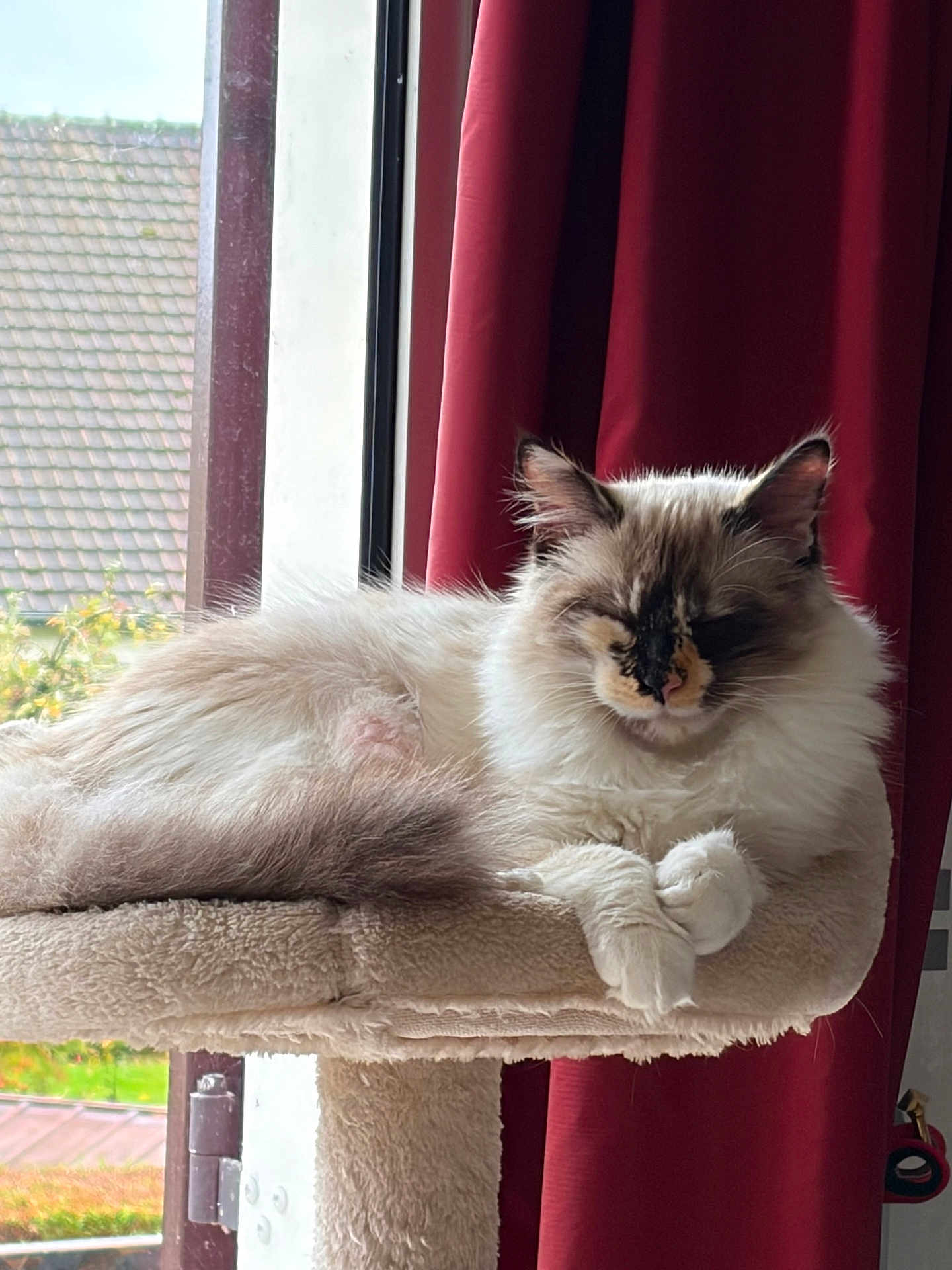 Chipounette participe au concours pour gagner de l'argent avec cette photo : cat, fluffy, cat_tree, window, curtains, indoor, relaxed, sleeping, furniture, pet, animal, cozy, natural_light, white, brown, soft, fur, resting, peaceful, domestic