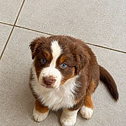 Baiko a rejoint le concours — aidez-le/la à gagner de superbes lots ! puppy, dog, brown_and_white, fluffy, sitting, tile_floor, indoor, pet, animal, cute, blue_eye, heterochromia, white_markings, brown_fur, portrait, looking_up, front_paws, tail, adorable, photography